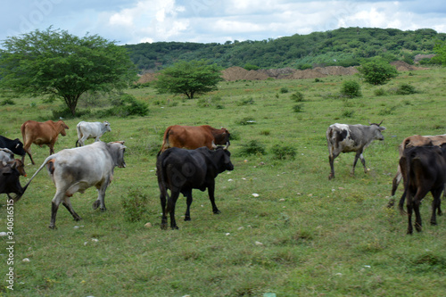 Fototapeta Naklejka Na Ścianę i Meble -  herd of cattle walking to the hill