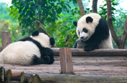 Playful giant panda bears