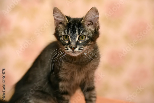 fluffy dark striped kitten