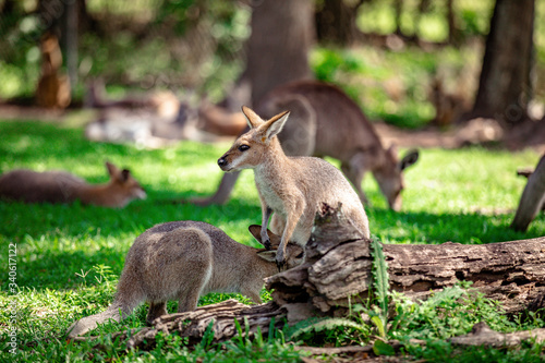 Kangaroos and wallabies at the santuary, Queensland, Australia