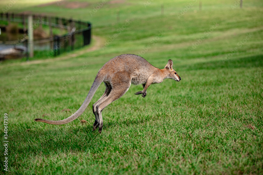 Kangaroos and wallabies at the santuary, Queensland, Australia Kangaroos and wallabies at the santuary, Queensland, Australia
