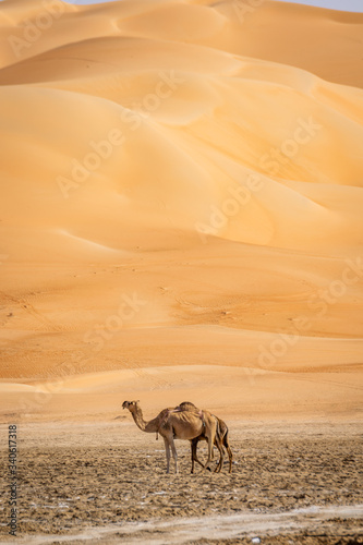 camel standing in Liwa desert Abu Dhabi photo