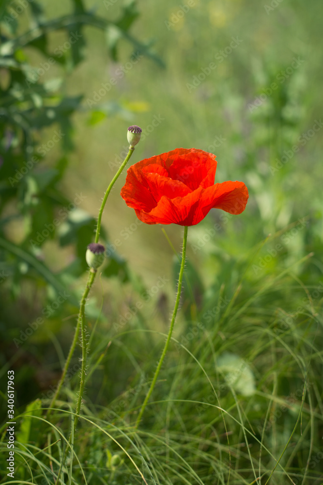 Obraz premium red poppy in the field