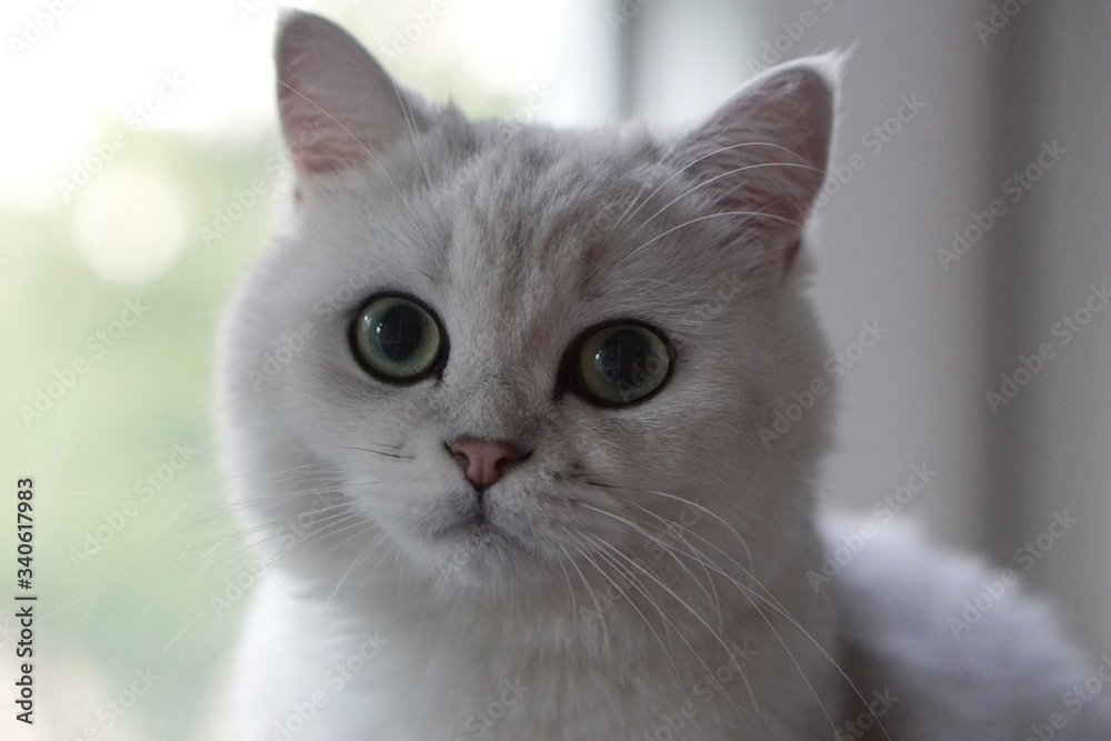 white british shorthair cat looking at the camera white british shorthair cat looking at the camera