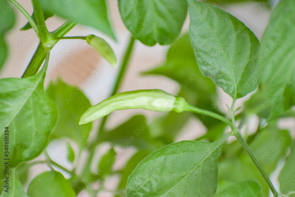 Obraz premium Cayenne Pepper.