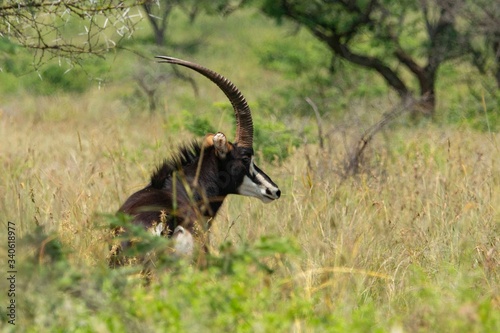 Sable antelope on the grass looking at camera.