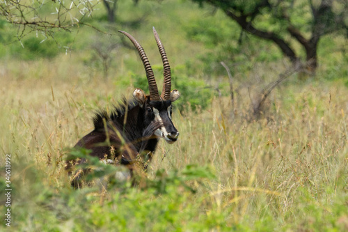 Sable antelope on the grass looking at camera.