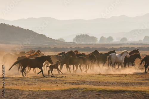 herd of horses on the field