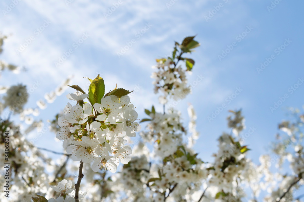border of cherry blossom tree with blue sky as background