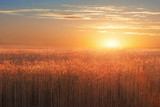Landscape with a wheat field at sunset