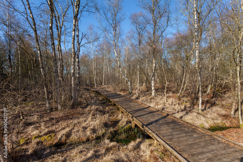 boardwalk through leafless birch trees in a moorland forest in the municipality Ovelgönne, district Wesermarsch, Germany on a sunny day with blue sky in early spring