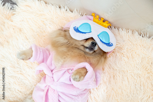 happy pomeranian spitz dog in a sleep mask and in a bathrobe resting in bed