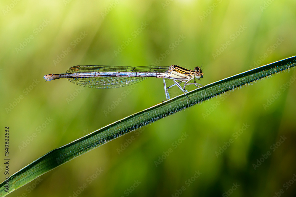 Thin blue dragonfly sits on a leaf of grass Thin blue dragonfly sits on a leaf of grass