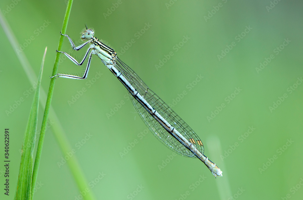 Thin blue dragonfly sits on a leaf of grass Thin blue dragonfly sits on a leaf of grass