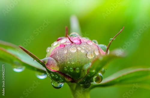 Wallpaper Mural Peony bud with dew drops on it in early morning Torontodigital.ca
