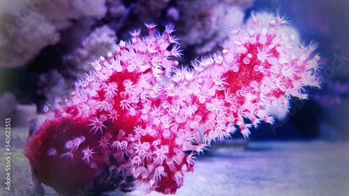 Macro polyps of Red Chili Coral - Alcyonium palmatus photo
