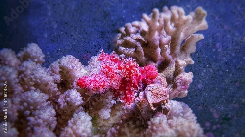Red Chili Coral - Alcyonium palmatus photo