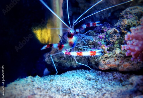 Boxer banded coral shrimp - Stenopus hispidus