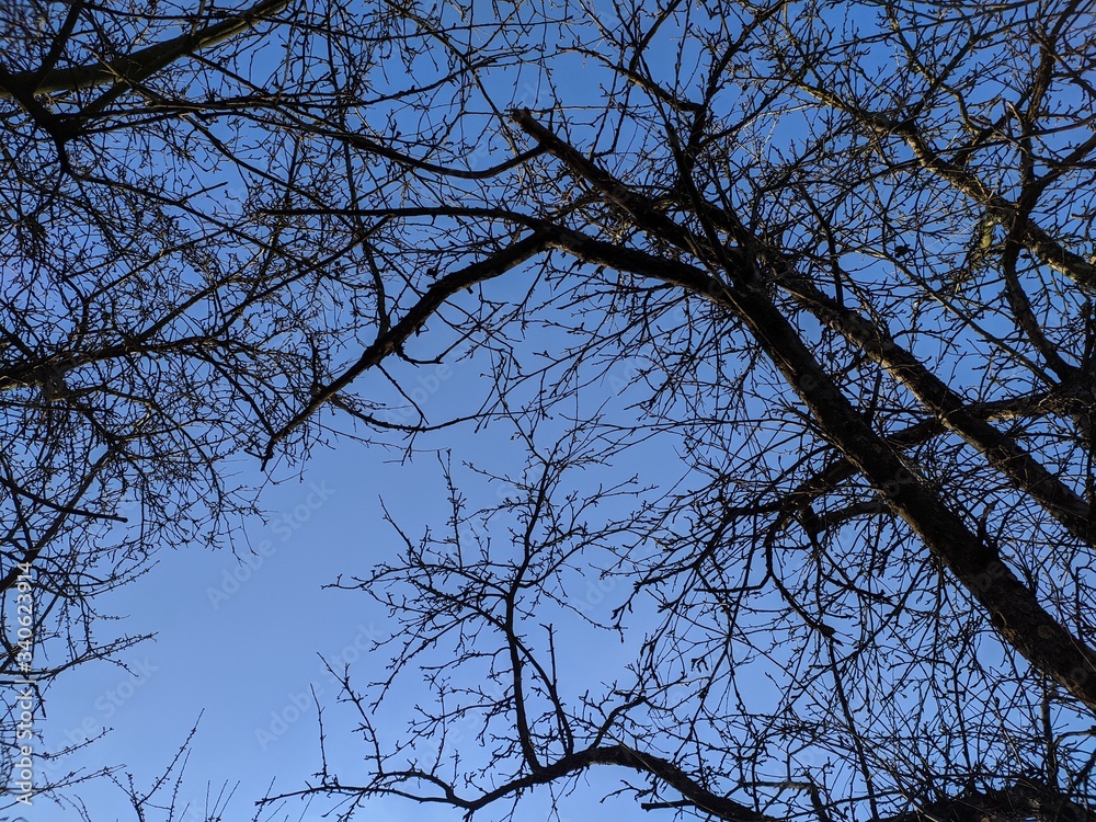 Tree branches against blue sky Tree branches against blue sky