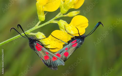 Two Five-spot Burnet moths, Zygaena trilolii, mating on Greater Bird's Foot Trefoil with a blurred green background. photo
