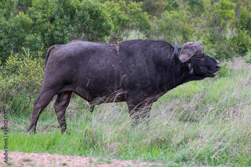 South African Buffalo