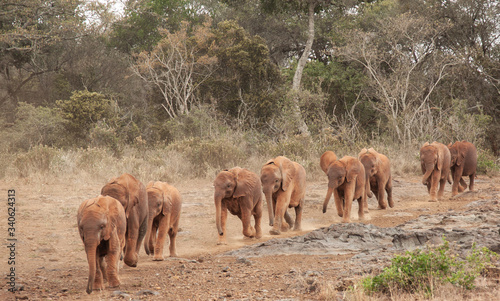 Rescued elephant orphans