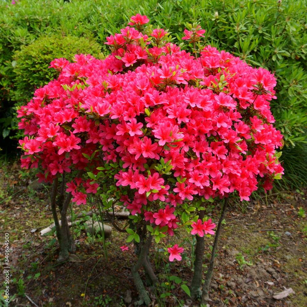Bush of red azalea blooms. Spring time