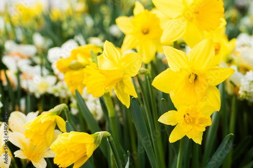 spring yellow daffodil (narcissus) in the garden (macro)