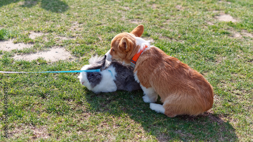 Funny animal sexing  welsh corgi pembroke dog trying to have sex with Angora long fur rabbit on meadow.