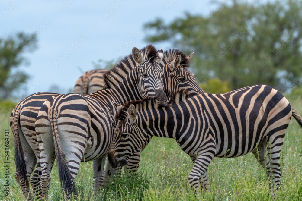 Zebras in the Kruger National Park Zebras in the Kruger National Park