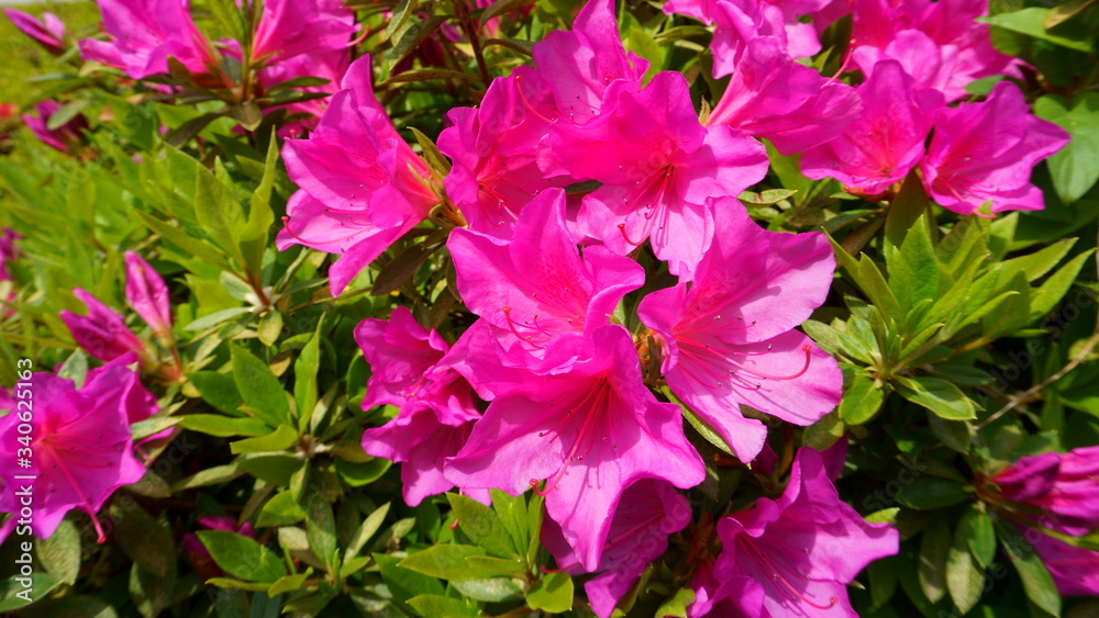 Bush of azalea blooms. Spring time. Pinxter flower. The first spring pink flowers