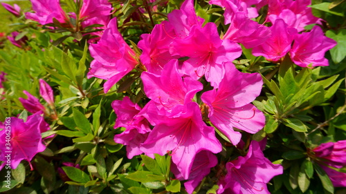 Bush of azalea blooms. Spring time. Pinxter flower. The first spring pink flowers