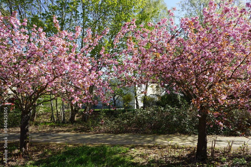 Der Berliner Mauerweg während der Kirschblüte (Teltow)