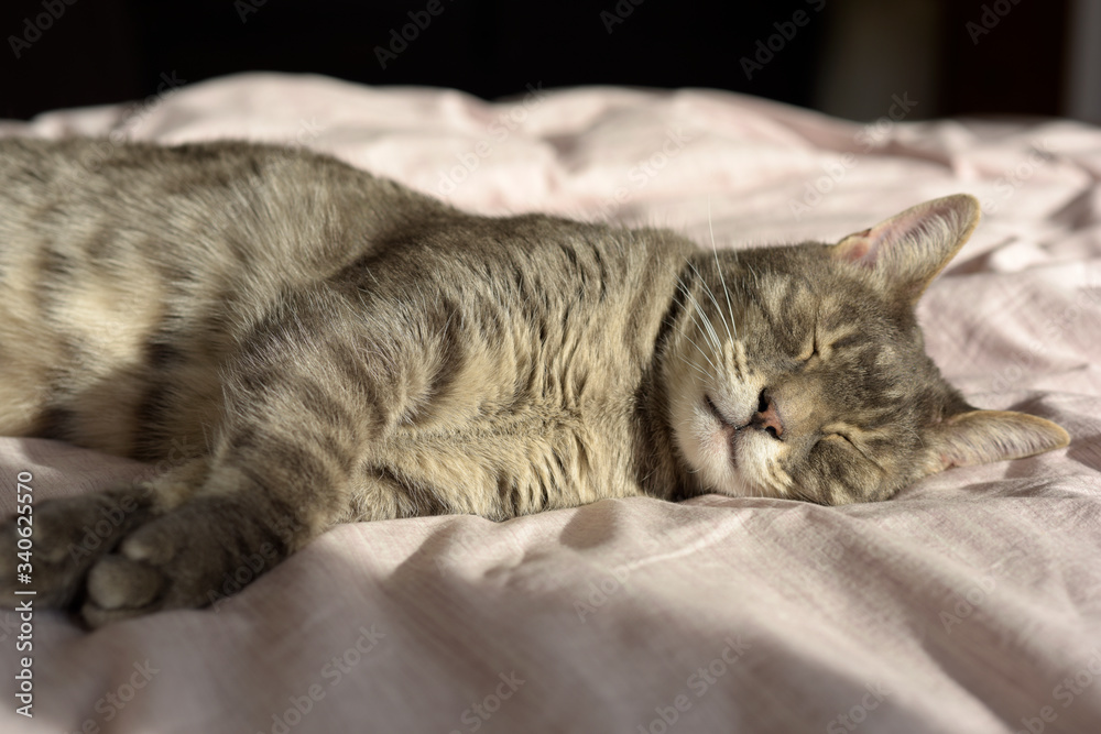 chat tigré dormant au soleil chat tigré dormant au soleil