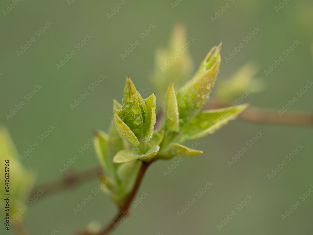Nature wakes up. Tree branches with buds and small leaves. Cloudy day after the rain. Nature wakes up. Tree branches with buds and small leaves. Cloudy day after the rain.