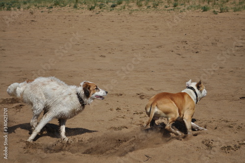 Fototapeta Naklejka Na Ścianę i Meble -  Dos perros corriendo y jugando en la playa sobre la arena