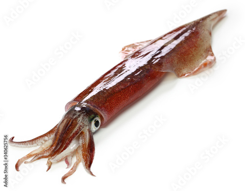 Foto yari-ika, japanese spear squid isolated on white background