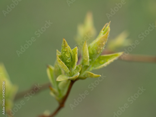 Nature wakes up. Tree branches with buds and small leaves. Cloudy day after the rain.