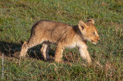 Lion cub