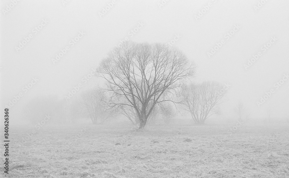 Drzewa w gęstej mgle B&W