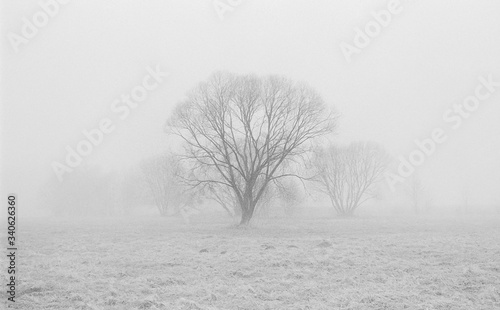 Obraz na płótnie Drzewa w gęstej mgle B&W w salonie