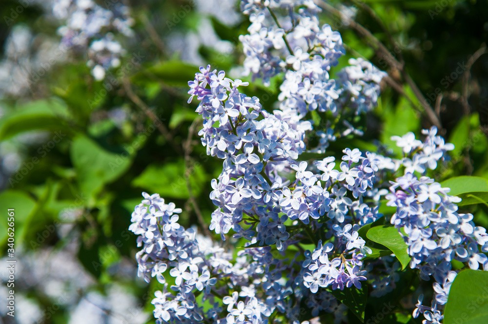 Spring branch of blossoming lilac Spring branch of blossoming lilac