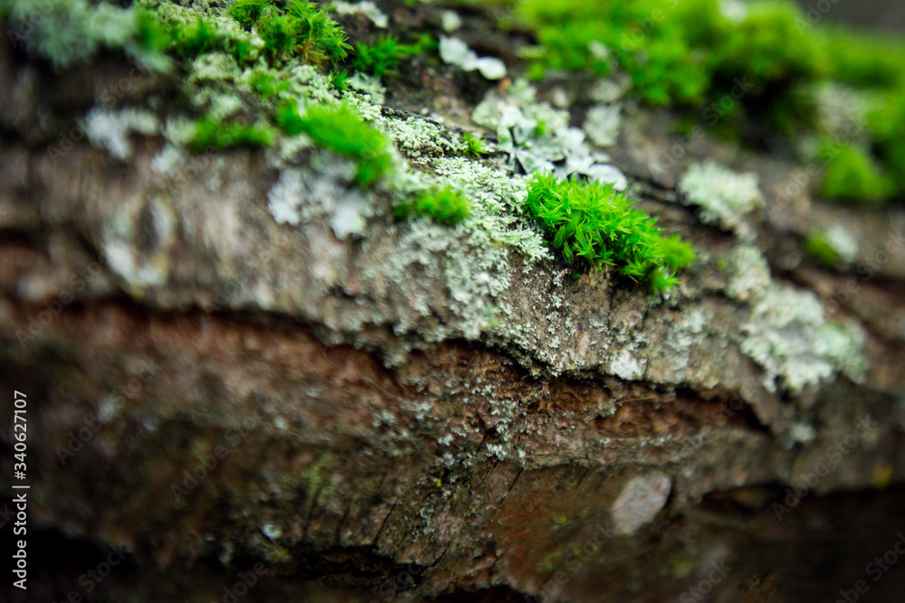 Beautiful macro Green moss on the trunk of an old tree closeup background. old mysterious fairy forest.
