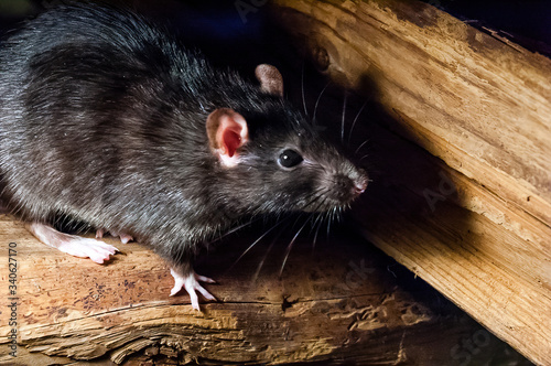 The black rat (Rattus rattus), also known as ship rat, roof rat, or house rat.