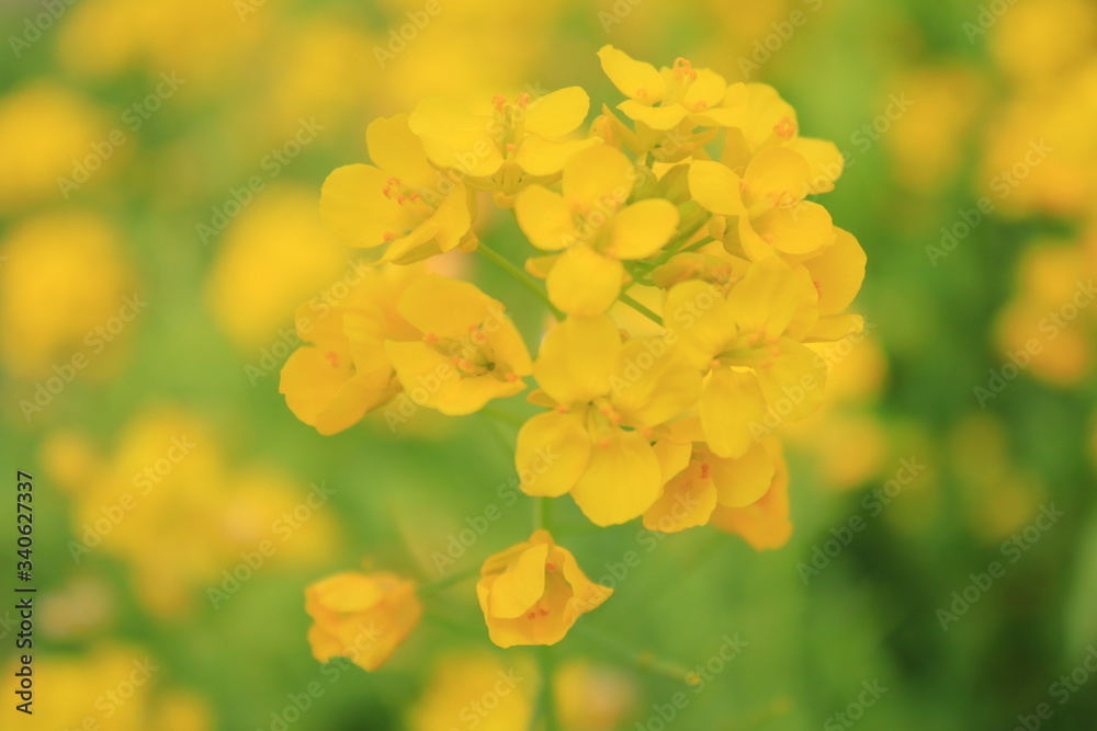 菜の花 菜の花