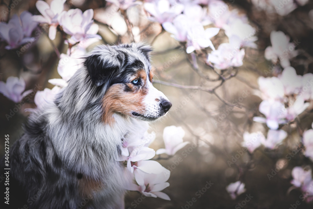 Australian shepherd