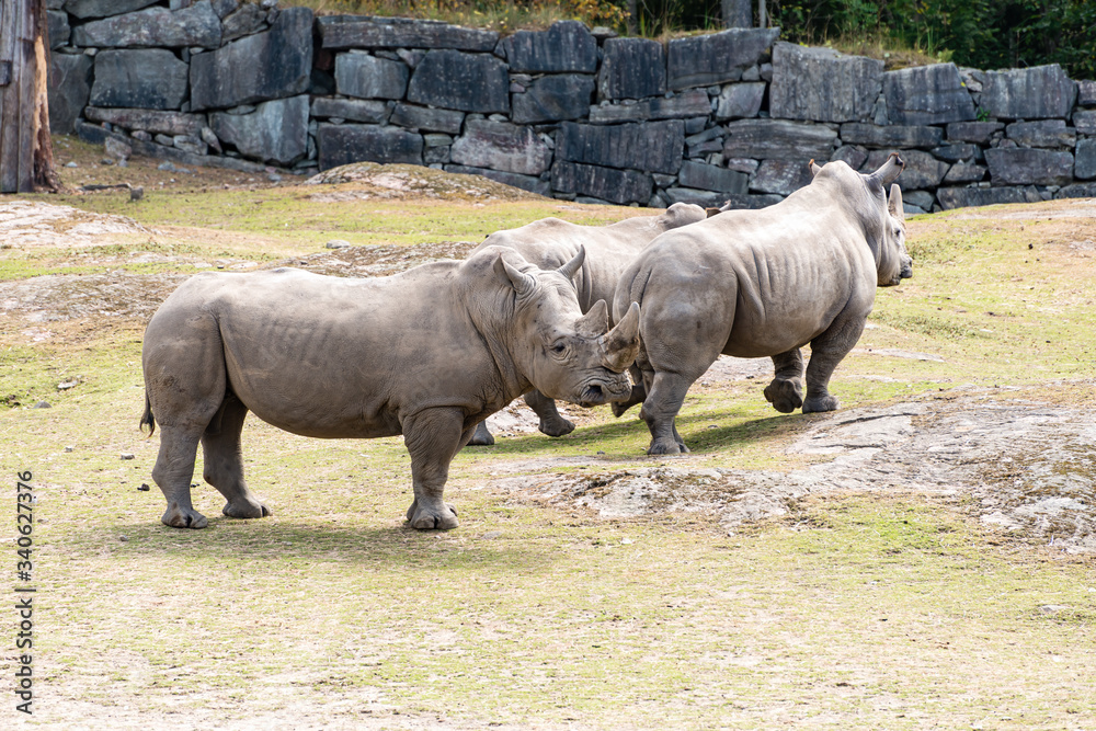 Naklejka premium A rhinoceros commonly abbreviated to rhino, is one of any five extant species of odd-toed ungulates in the family Rhinocerotidae, as well as any of the numerous extinct species therein.