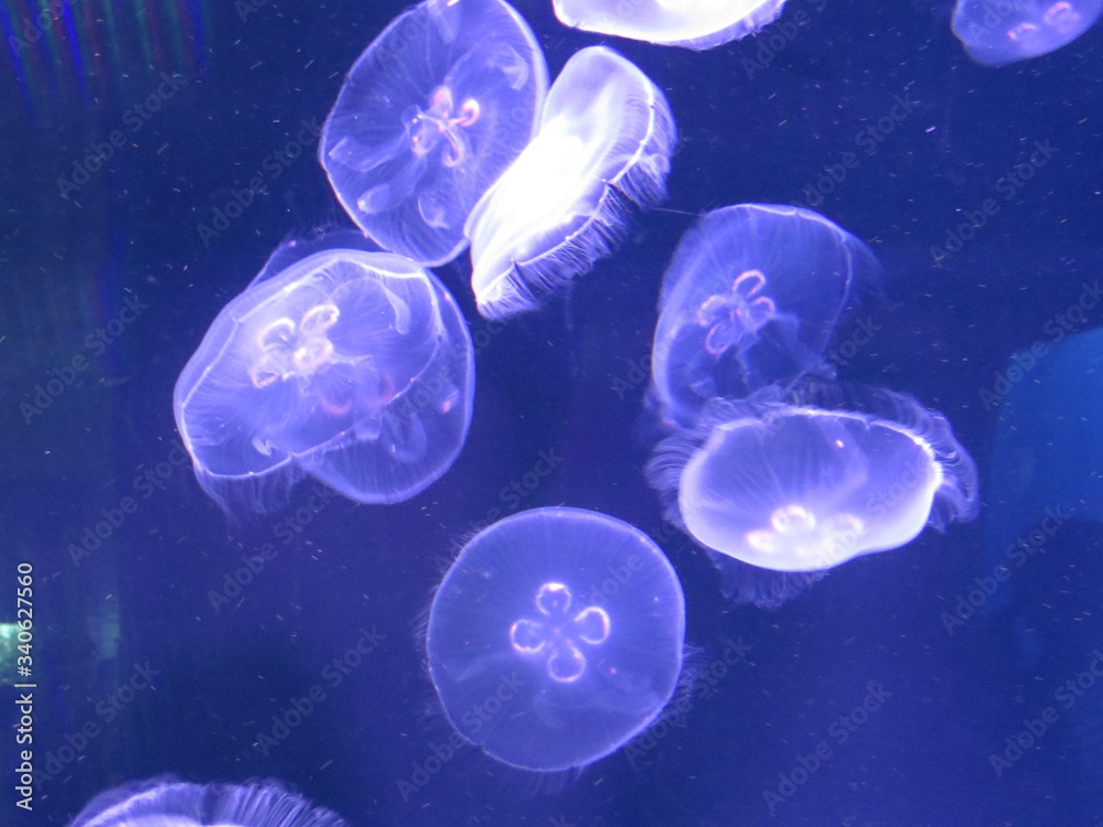 jellyfishes floating in the water jellyfishes floating in the water