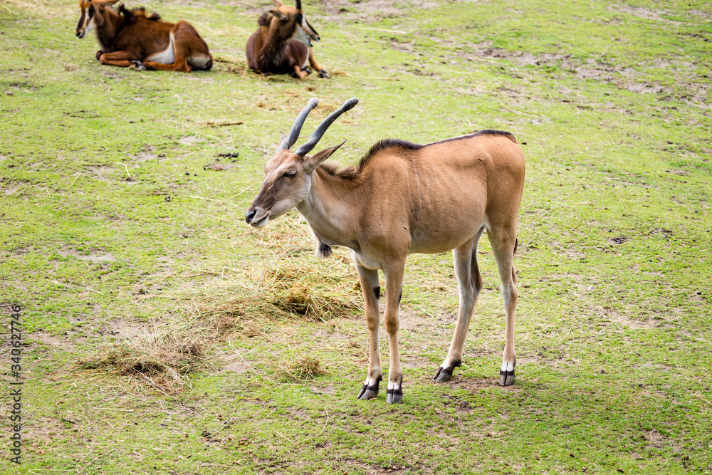 The common eland (Taurotragus oryx), also known as the southern eland or eland antelope, is a savannah and plains antelope found in East and Southern Africa. The common eland (Taurotragus oryx), also known as the southern eland or eland antelope, is a savannah and plains antelope found in East and Southern Africa.