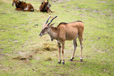The common eland (Taurotragus oryx), also known as the southern eland or eland antelope, is a savannah and plains antelope found in East and Southern Africa.
